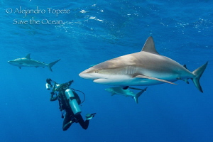 Sharks and Photographers, Gardens of the Queen by Alejandro Topete 